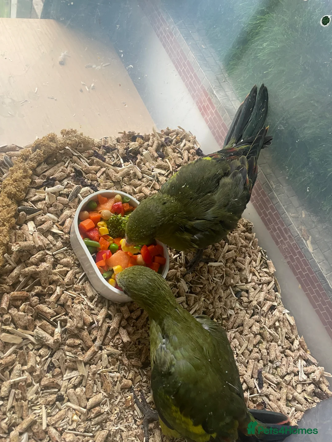 Parakeets birds for sale: Hand reared baby Rock Pebblers - Advert 7