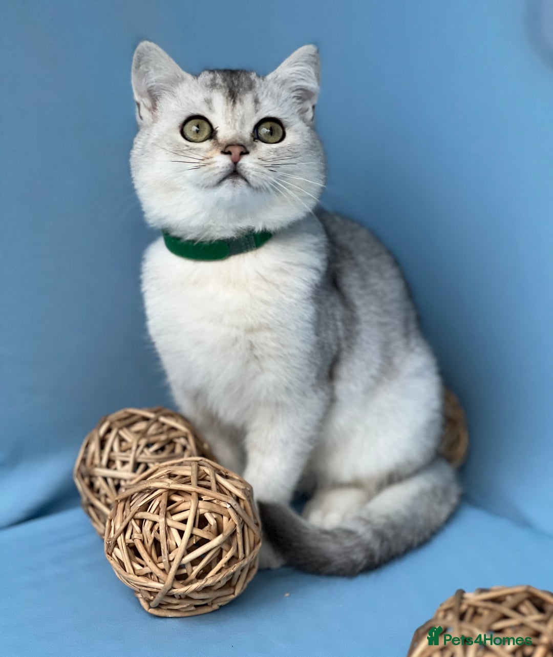 British Shorthair cats for sale: Stunning British sh/longhair kittens TICA - Image 9