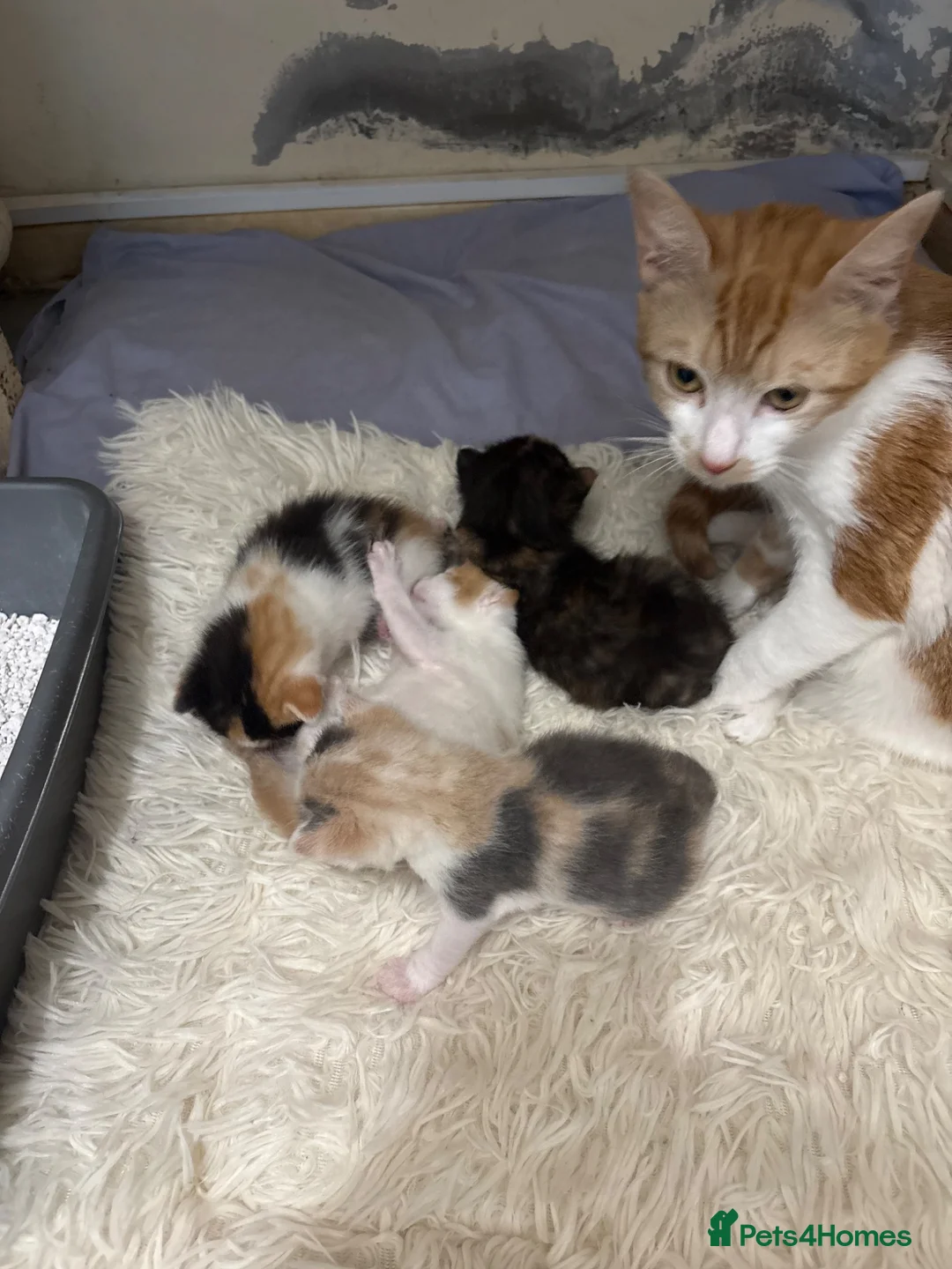 Mixed Breed cats for sale: 4 kitties looking for a home!! - Advert 9
