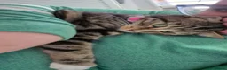 Mixed Breed cats for sale: Cutie looking for home - Advert 3