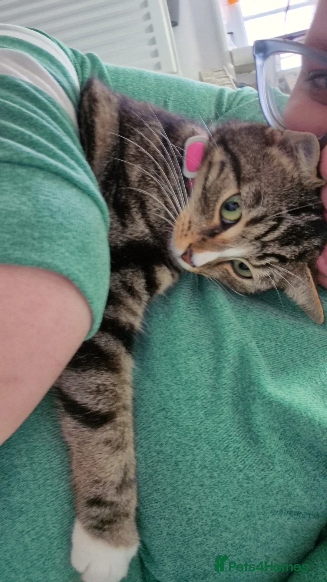 Mixed Breed cats for sale: Cutie looking for home - Advert 3