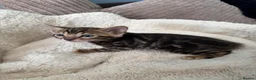 Bengal cats for sale: Pedigree Bengal kittens available. - Advert 38