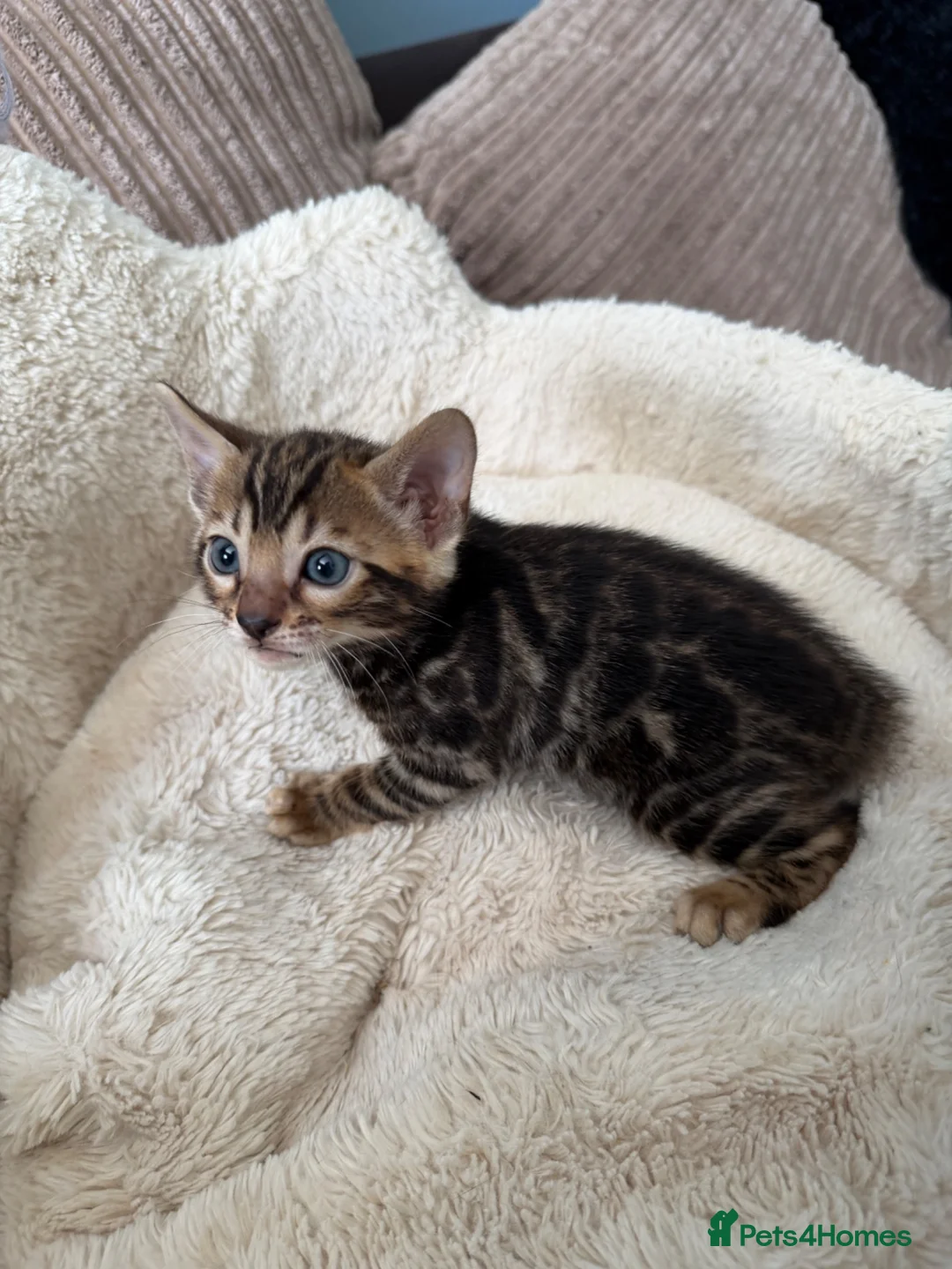 Bengal cats for sale: Pedigree Bengal kittens available. - Advert 38
