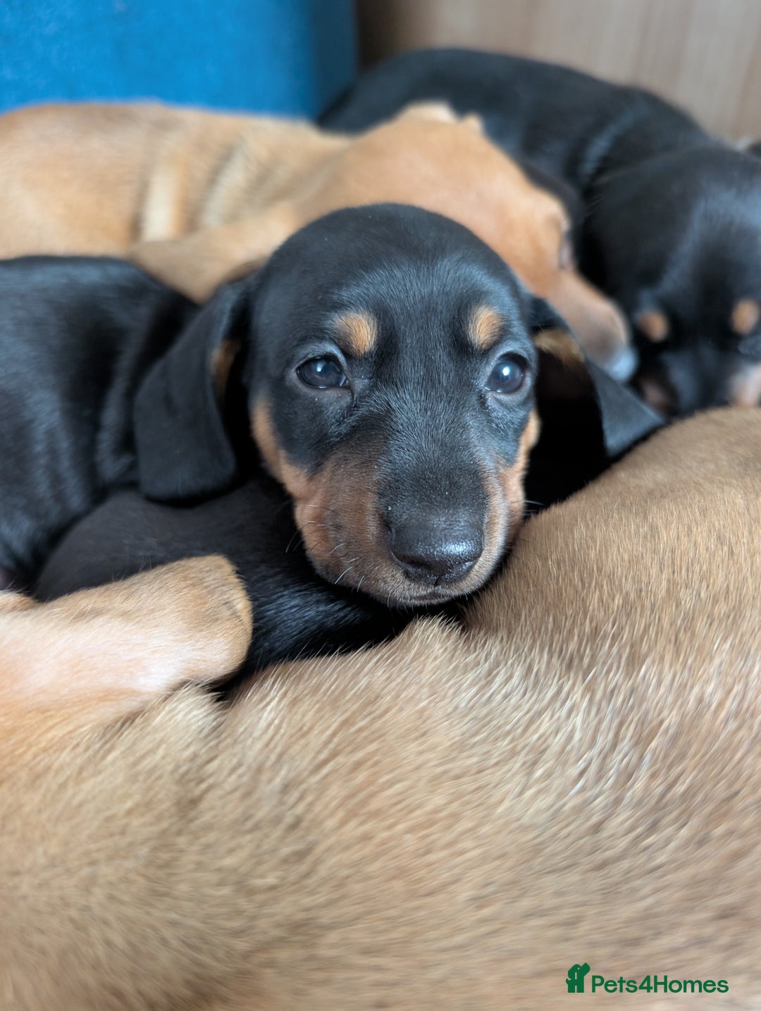 Dachshund dogs for sale: 5 week Old Dachshunds - Image 3