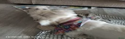 West Highland Terrier dogs for sale: Beautiful west highland terriers  in Wrexham - Advert 3