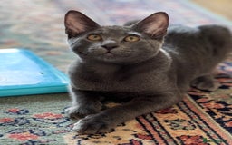 Oriental cats for sale: Ready now! Oriental shorthair kittens mix - Image 14