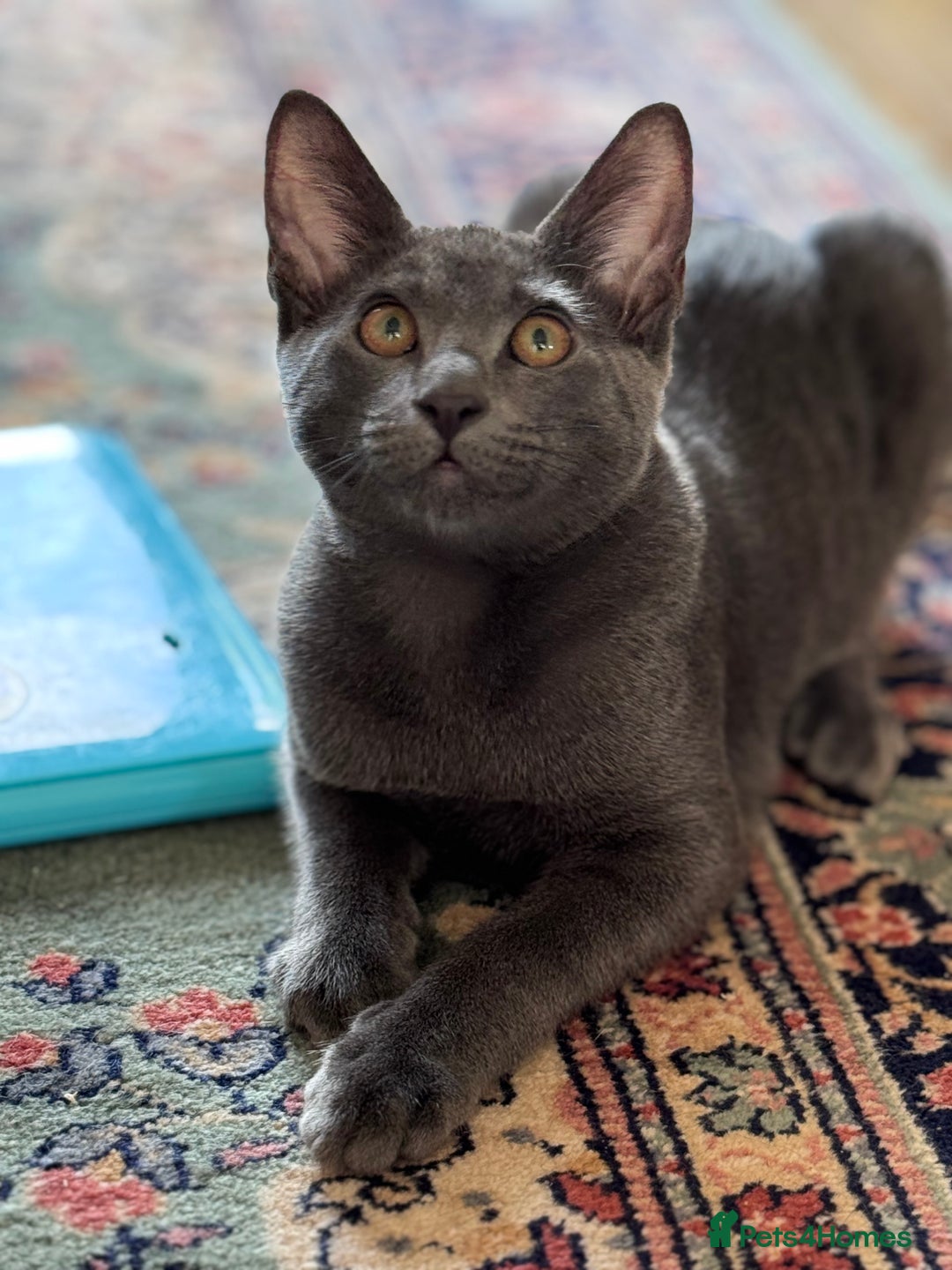 Oriental cats for sale: Ready now! Oriental shorthair kittens mix - Image 14