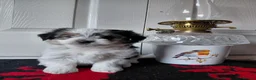 Biewer Terrier dogs for sale: Stunning Biewer Terrier puppies-Well-Trained  - Advert 10