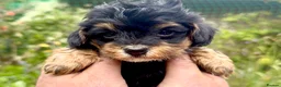 Maltipoo dogs for sale: Maltipoo Puppies  - Advert 11