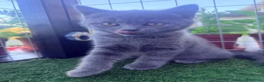 British Shorthair Kitten 1