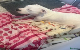 American Bulldog dogs for sale: Beautiful American bulldog puppies for sale - Image 7