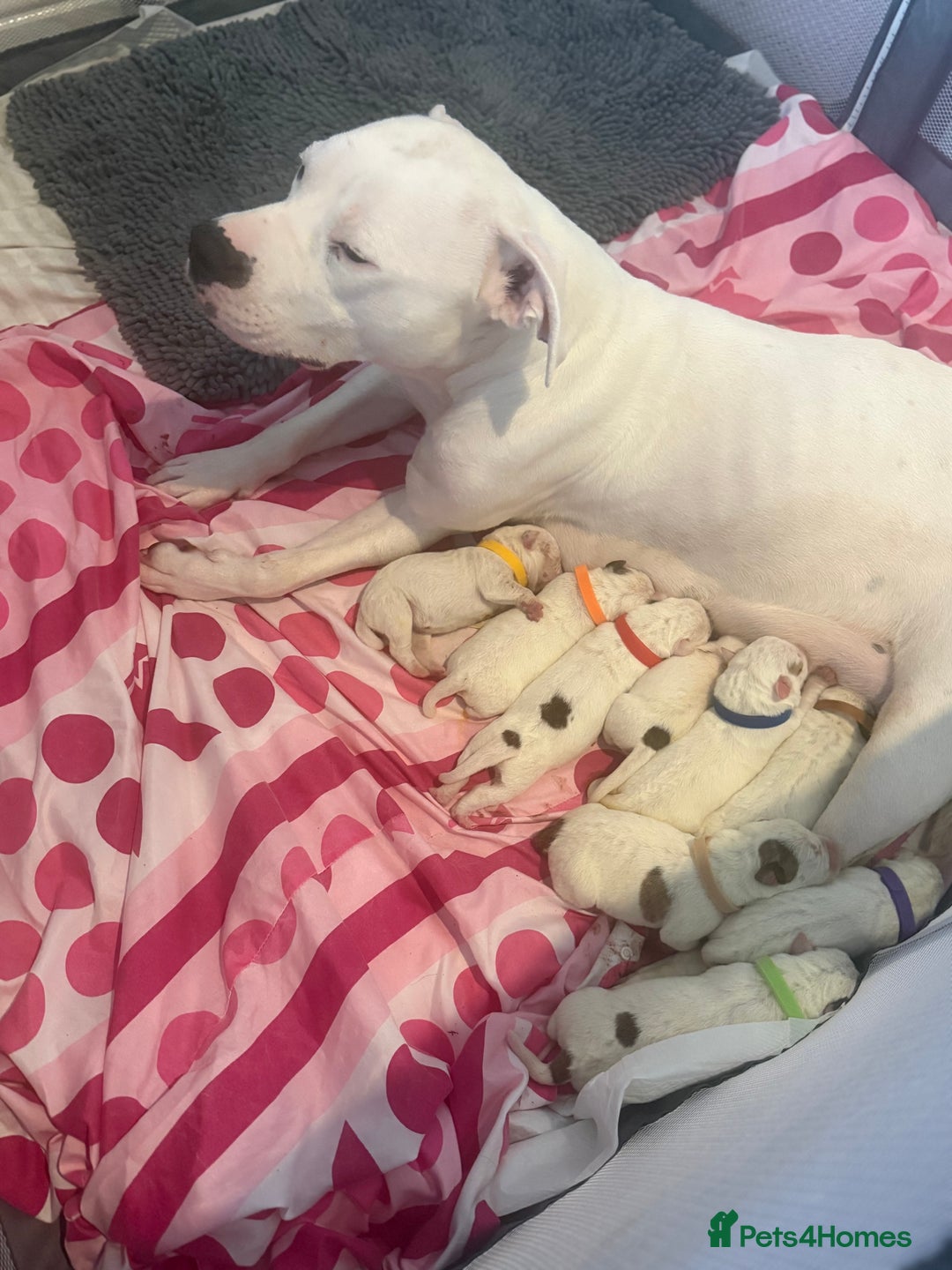 American Bulldog dogs for sale: Beautiful American bulldog puppies for sale - Image 7