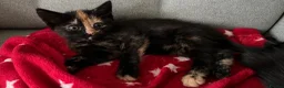 Domestic Shorthair cats for sale: Gorgeous girls  - Advert 4