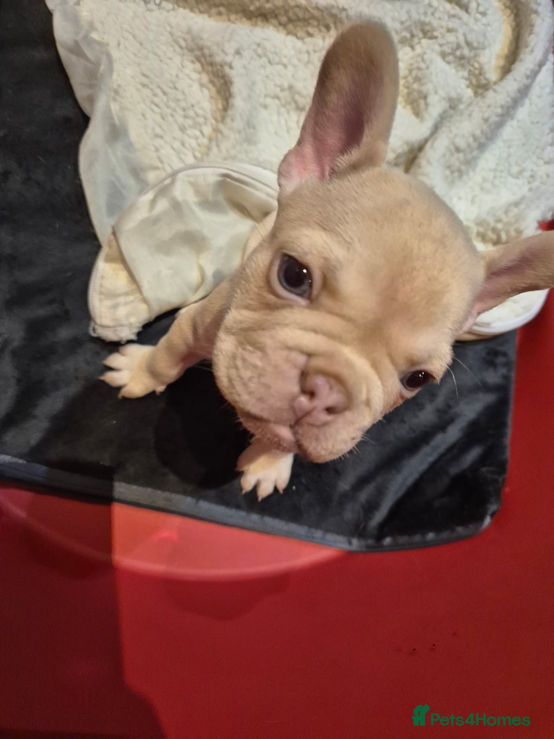 French Bulldog dogs for sale: Top Quality French Bulldog pups- ready now! - Advert 6