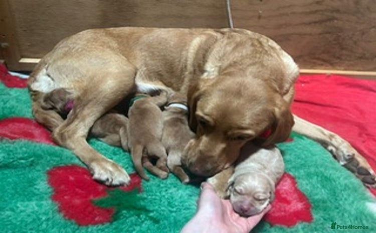 Labrador Retriever dogs - Advert 13