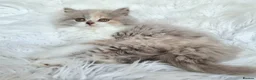 British Shorthair cats for sale: Gorgeous extremely loving longhaired girl - Advert 10