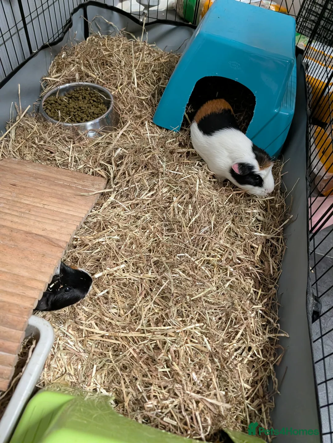Guinea Pig rodents for sale: 2 female Guinea pigs with set up  - Advert 6