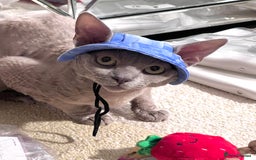 Devon Rex cats for stud: Beautiful Lilac Boy in Southampton - Image 3