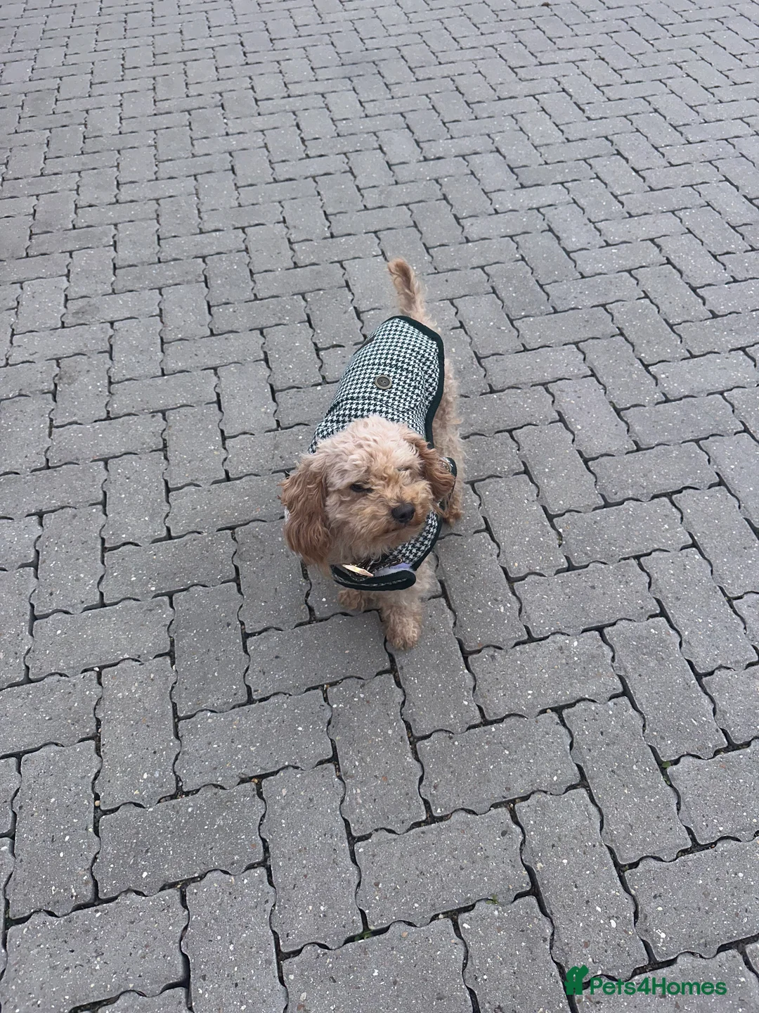 Cockapoo dogs for sale: Gorgeous F1 cockapoo puppies available to reserve  - Advert 9