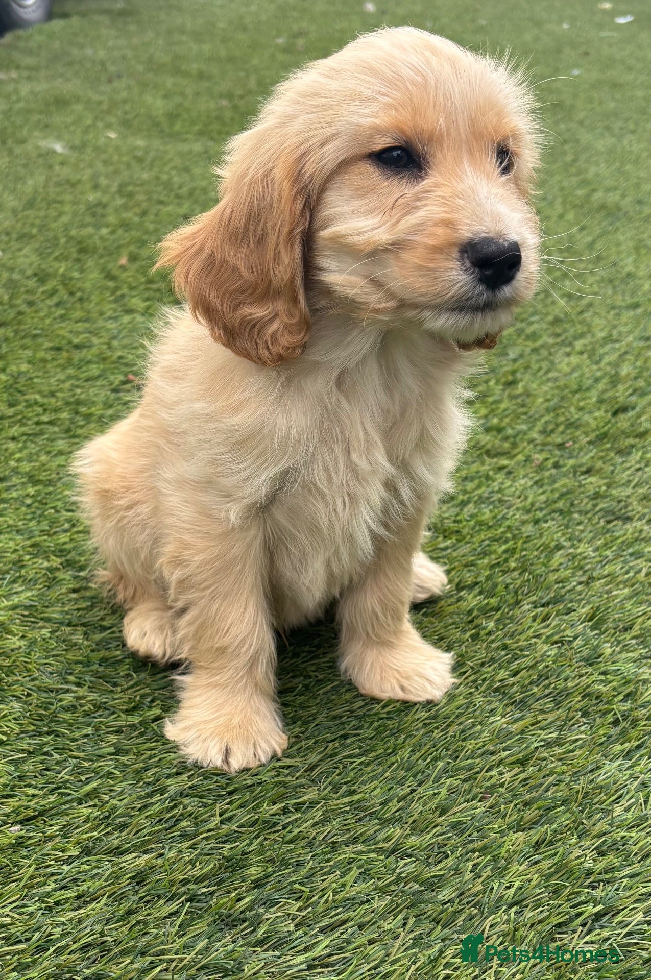 Cockapoo dogs F1 Golden cockapoo puppy ( last of litter)  - Advert 2