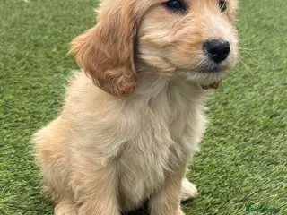 Cockapoo dogs F1 Golden cockapoo puppy ( last of litter) - Advert 2