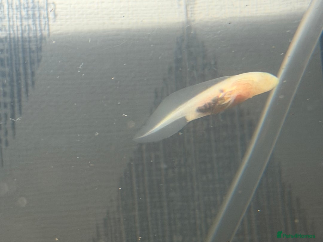 Axolotl reptiles for sale: Axolotl - Advert 10