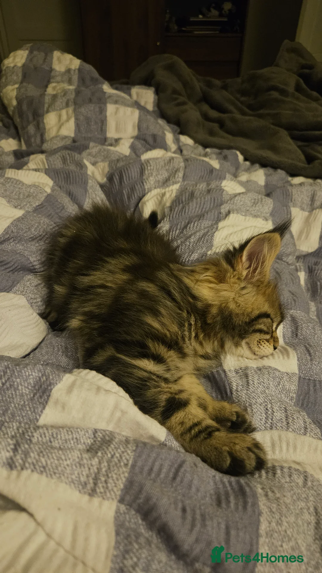 Maine Coon cats for sale: Adorable Main coon kittens - Advert 18