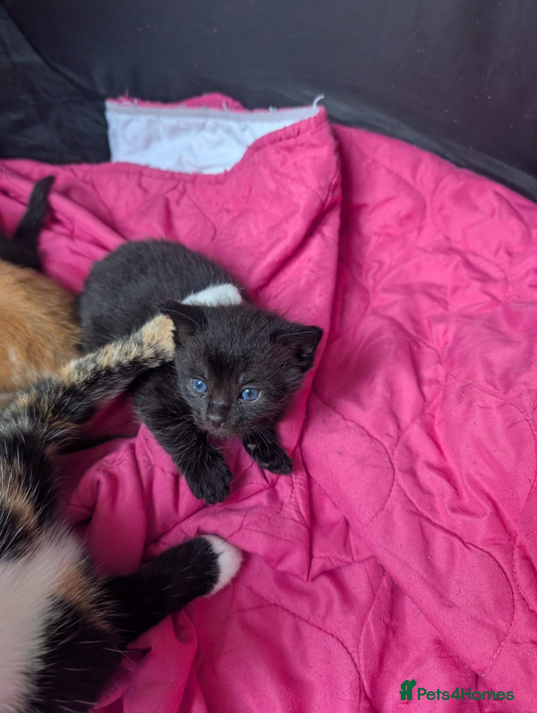 Mixed Breed cats for sale: Kittens for sale - Image 9