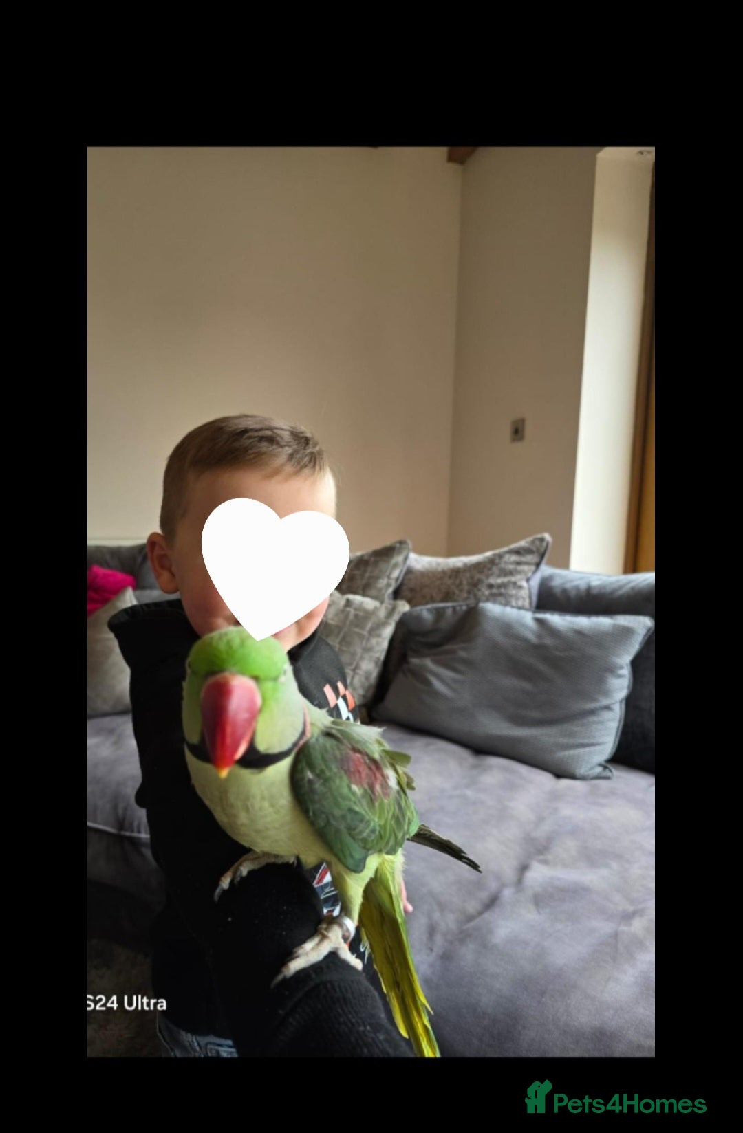 Parrots birds for sale: Billy the Alexandrine Parrot - Image 6