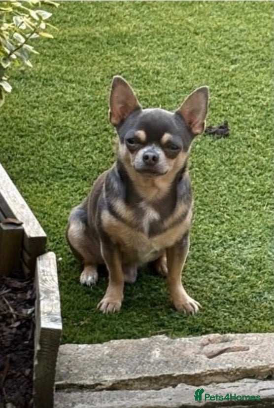 Chihuahua dogs FOR STUD ONLY  - Advert 2