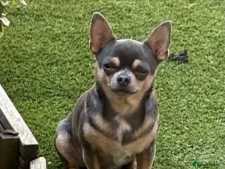 Chihuahua dogs FOR STUD ONLY - Advert 2