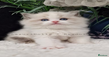 Ragdoll cats in Slough - Advert 9