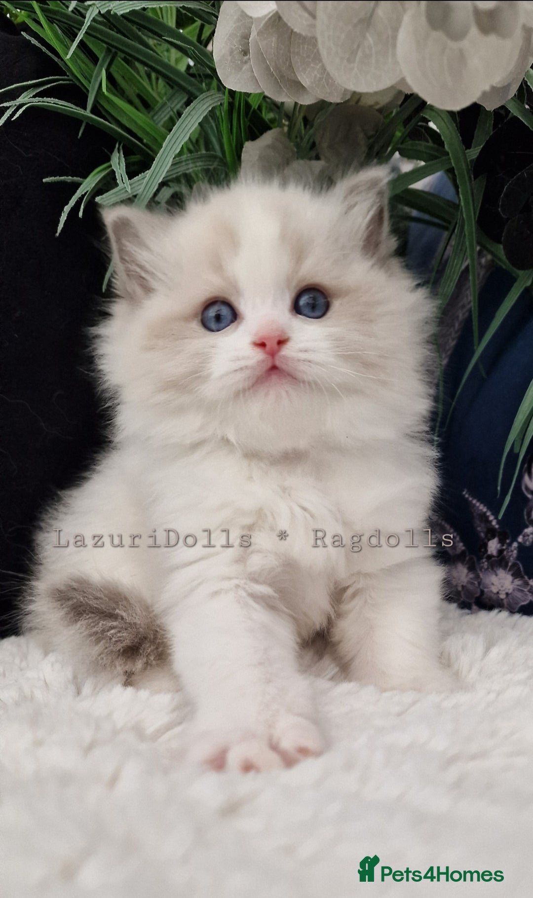 Ragdoll cats for sale: 🌸Stunning TICA🏆Kittens | Award winning cattery🌸 in Slough - Image 2
