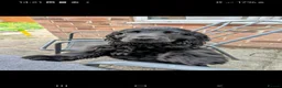 Cocker Spaniel dogs for stud:  🐾 Handsome Solid Black Cocker Spaniel – Stud 🐾 - Advert 1
