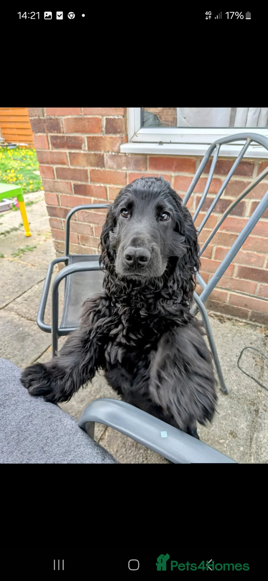 Cocker Spaniel dogs for stud:  🐾 Handsome Solid Black Cocker Spaniel – Stud 🐾 - Advert 1