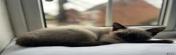 Siamese cats for sale: Ragdoll / Siamese Cat - Advert 9