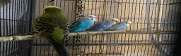 Budgerigars birds for sale: Young budgies for sale ,many available  - Advert 10