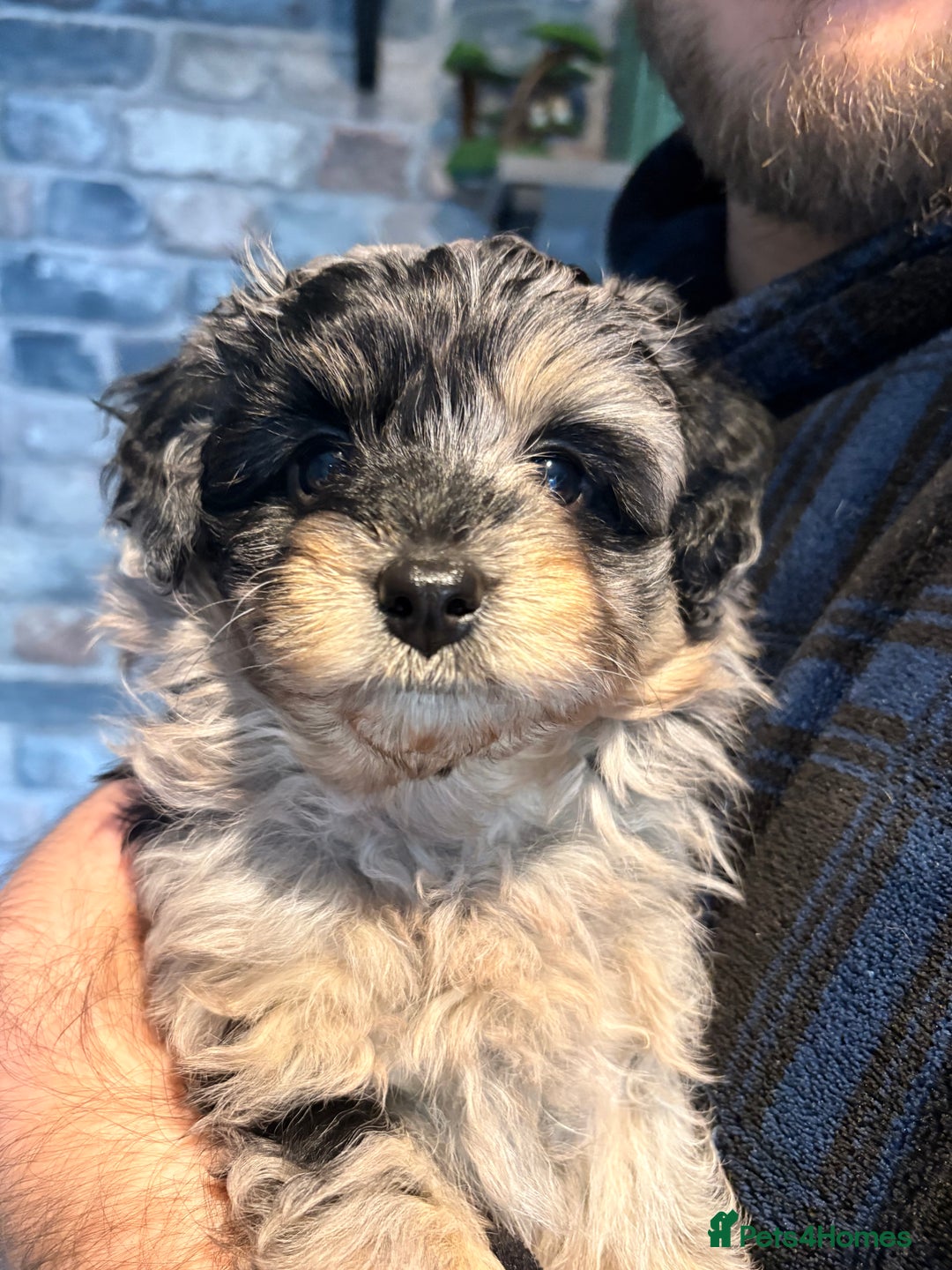 Mixed Breed dogs for sale: Cockapoo cross Pomeranian puppies for sale - Advert 4
