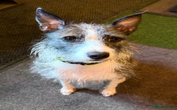 Mixed Breed dogs for adoption: FOR ADOPTION - BUBBA – BEAFORD, DEVON  - Image 1