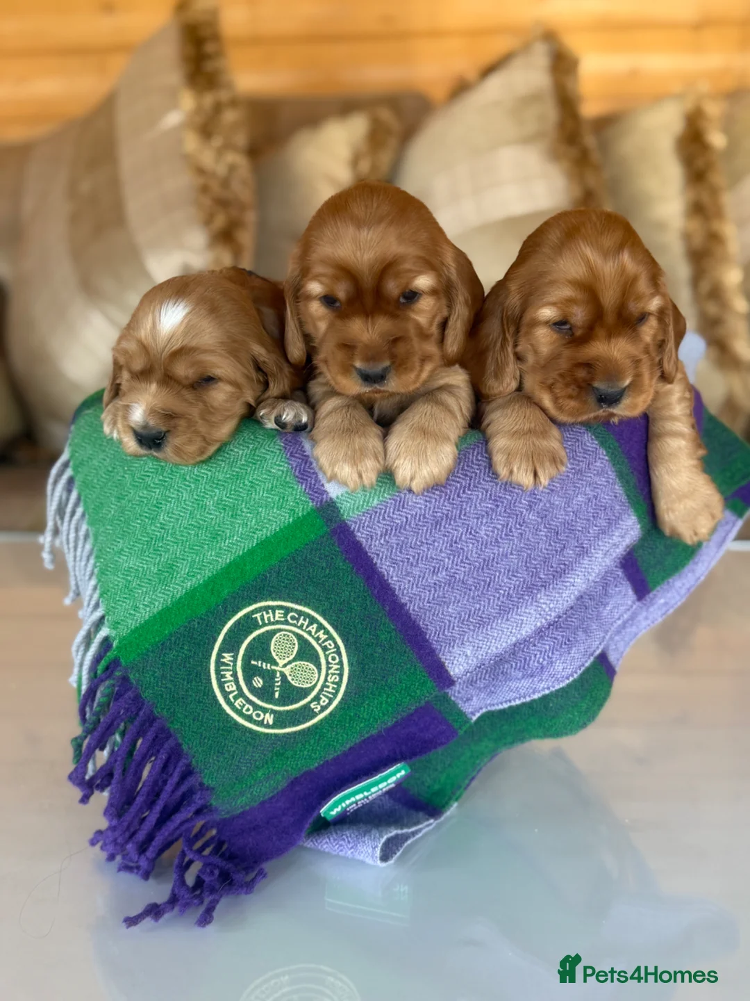 Cocker Spaniel dogs for sale: KC CHAMPION LINES GOLD SHOW SPANIEL  - Advert 1
