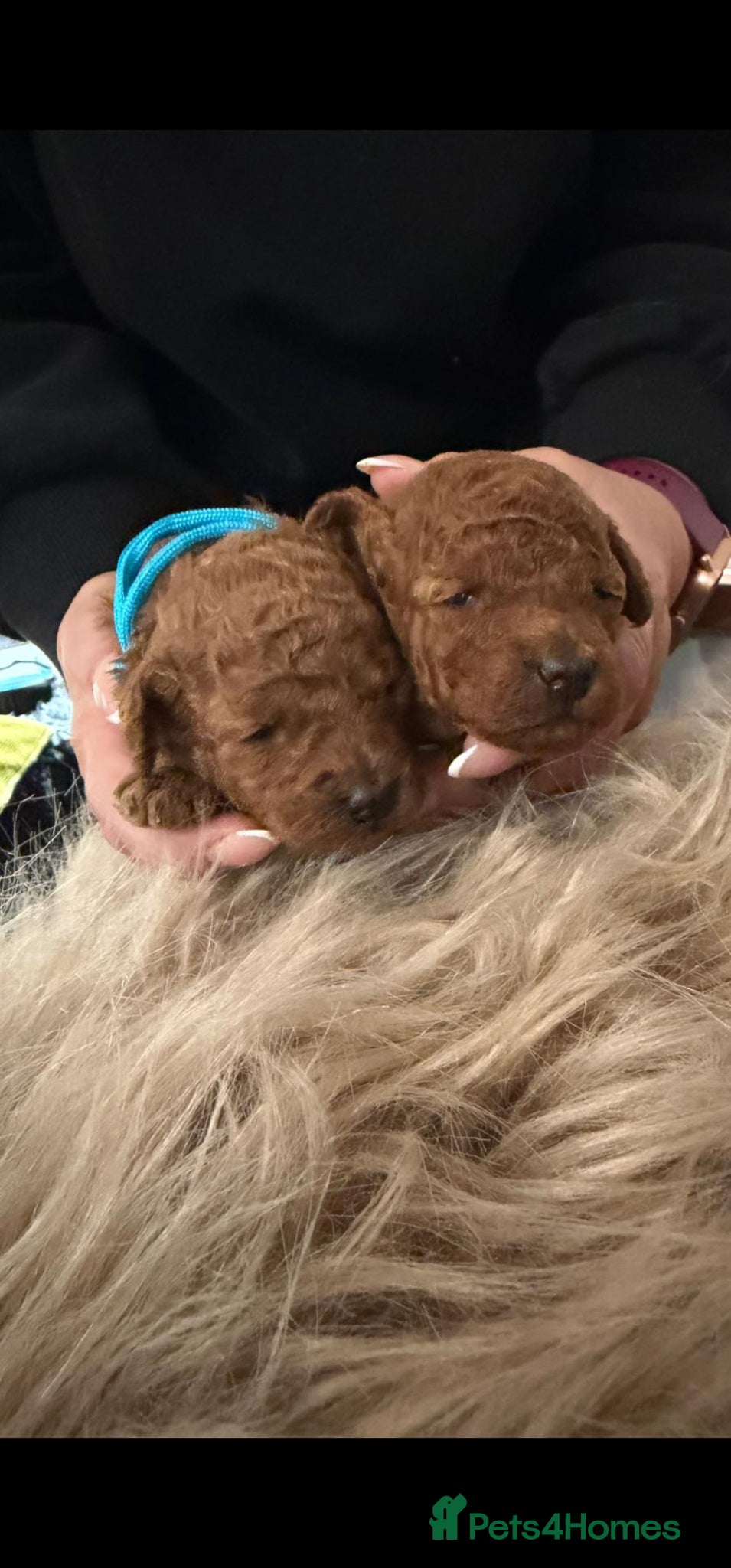 Toy Poodle dogs Outstanding KC registered dark red toy poodles  - Advert 1