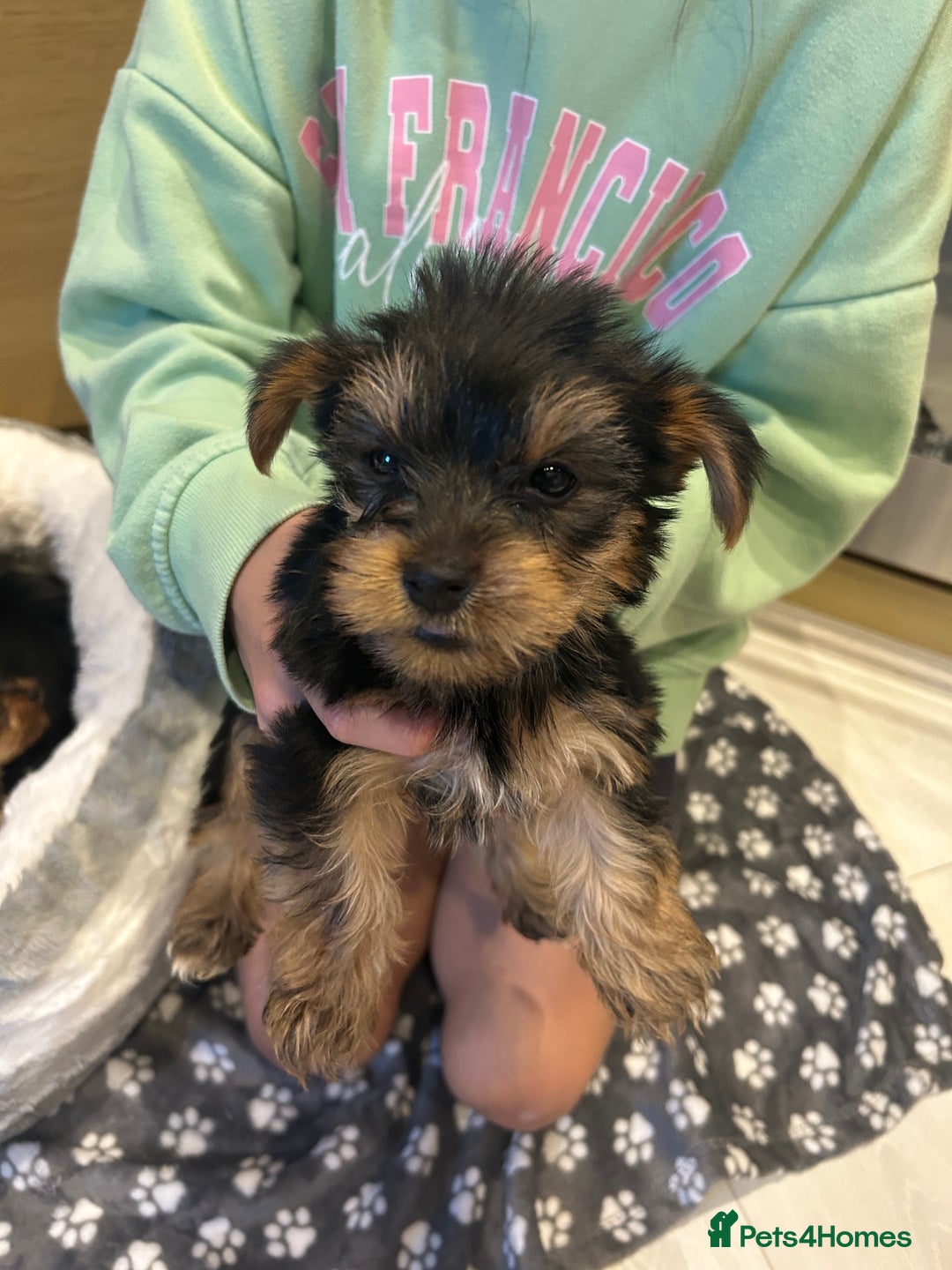 Yorkshire Terrier dogs for sale: Yorkshire terrier  - Image 2