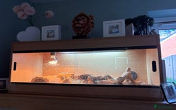 Bearded Dragon reptiles for sale: Bearded Dragon  - Image 2