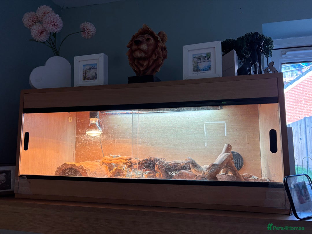 Bearded Dragon reptiles for sale: Bearded Dragon  - Image 2
