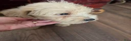 Mixed Breed dogs for sale: Cockerpoo/schnauzer - Advert 6