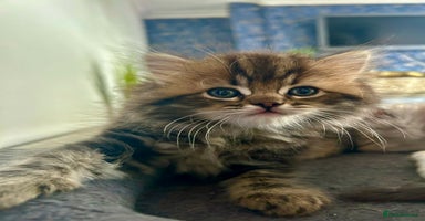 Persian cats - Advert 4
