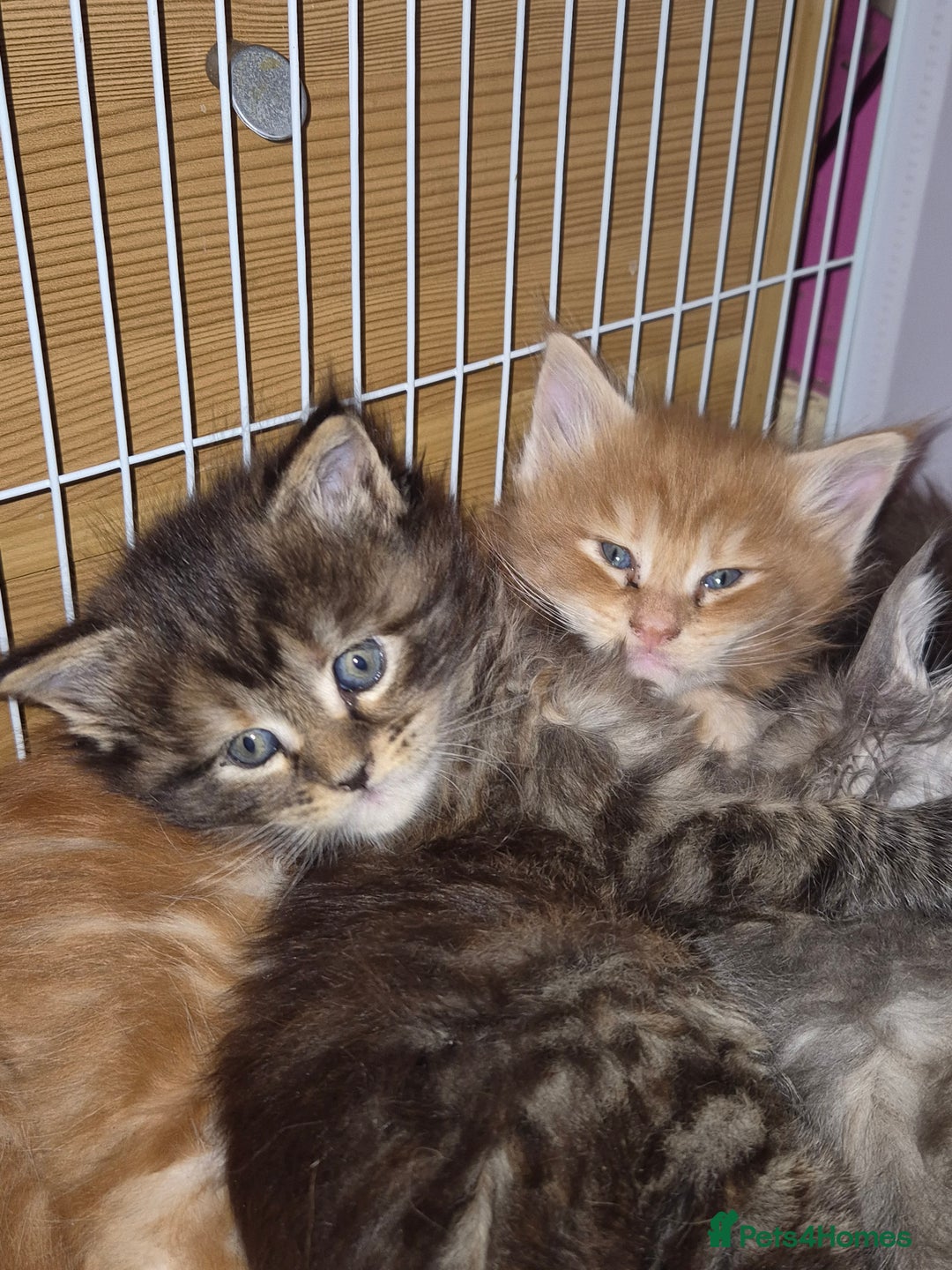 Maine Coon cats for sale: Russian /xxl maine coon - Advert 15