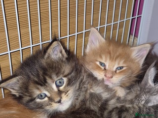 Maine Coon cats Russian /xxl maine coon - Advert 15