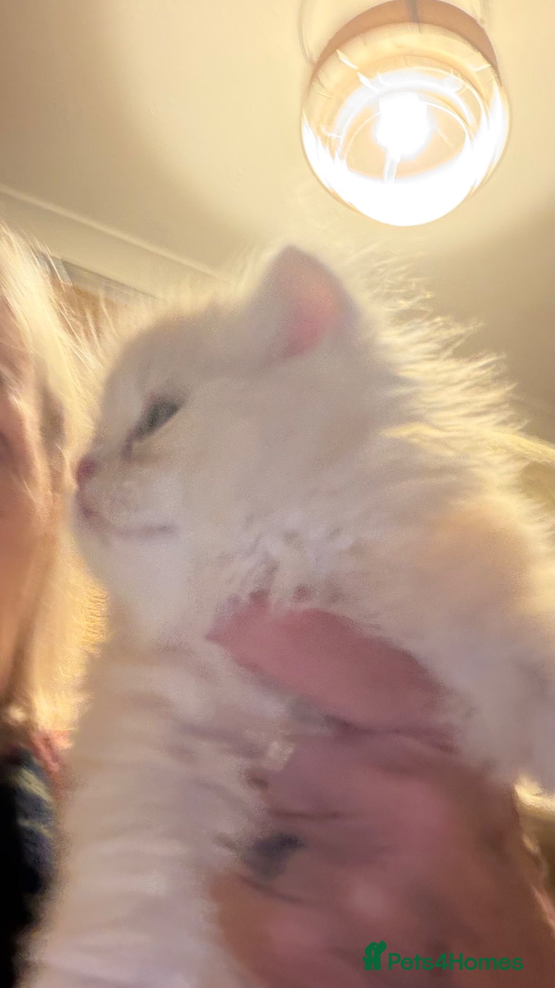 Persian cats Chinchilla exotic kittens  - Advert 18