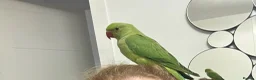 Parrots birds for sale: Alexandrine parakeet in Basildon - Advert 4